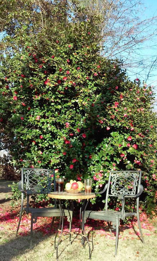 Fruits Of Vienna B&B Екстериор снимка